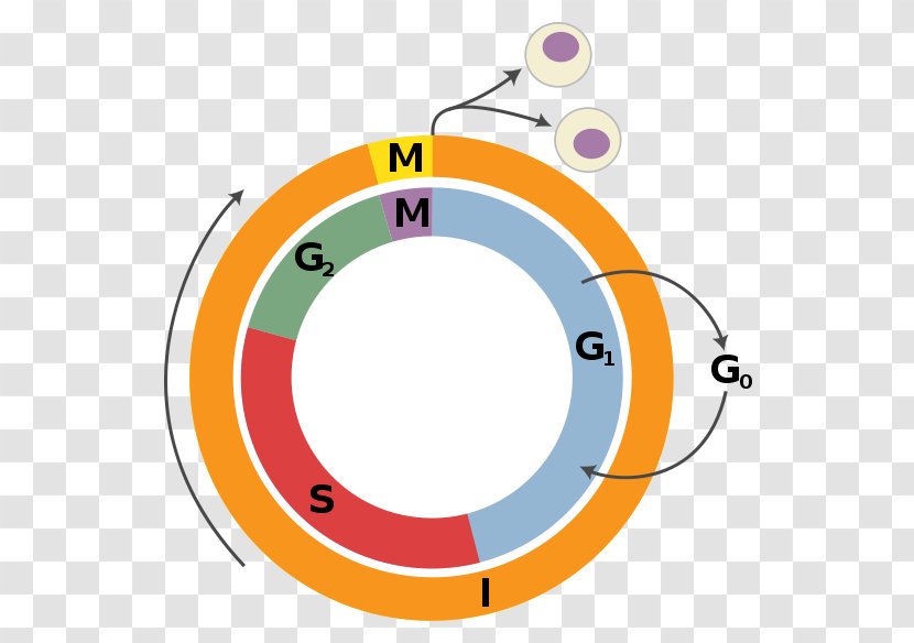 Cell Cycle Regulation Division Interphase - Cytokinesis - G1 Phase Transparent PNG