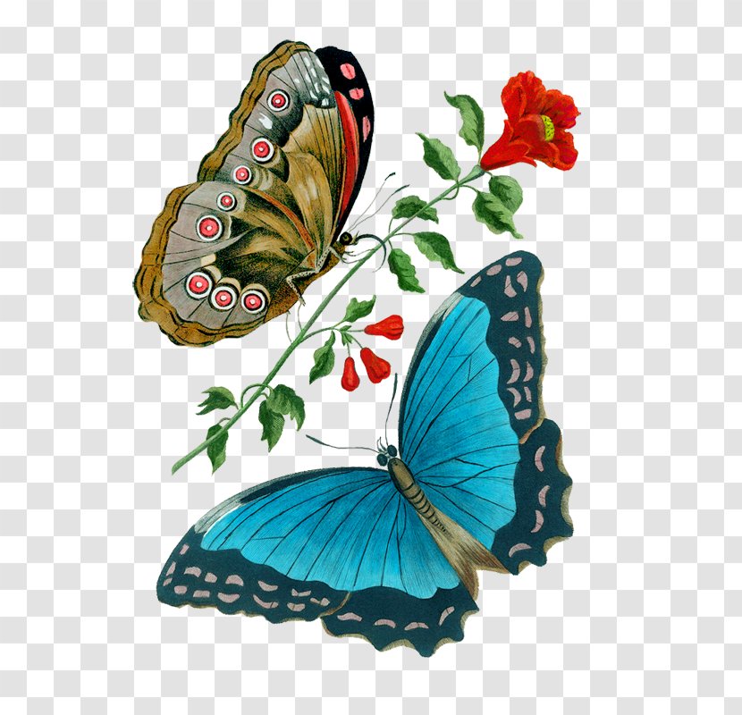 Butterfly Brush-footed Butterflies Painting Image Illustration - Papilio Transparent PNG