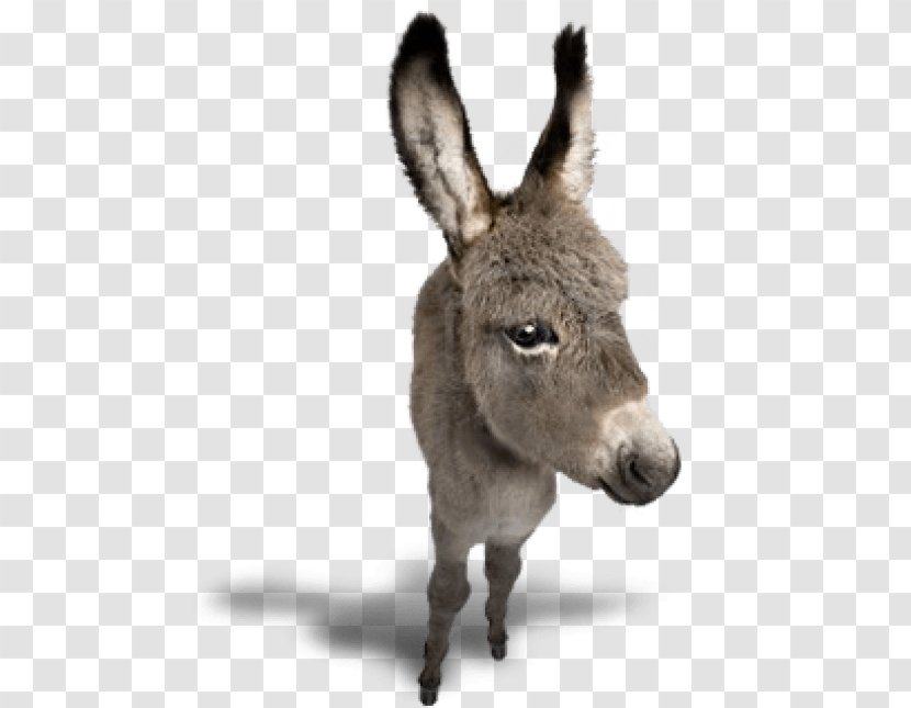 Donkey Horse Image Clip Art - Fauna Transparent PNG