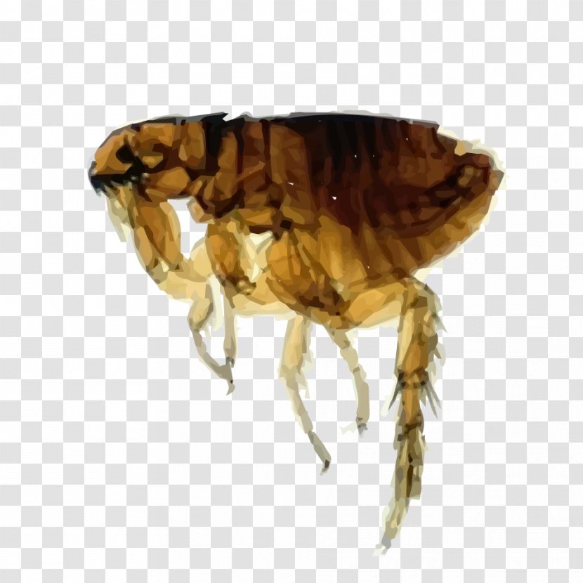 Cat Flea Dog Transparent PNG