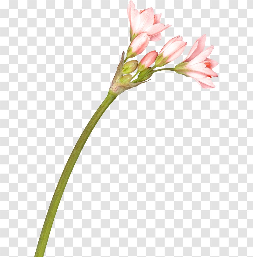Cut Flowers Lily Of The Incas Wildflower - Alstroemeriaceae - Flower Transparent PNG