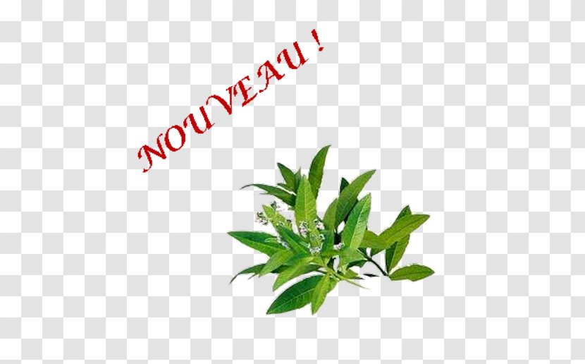 Essential Oil Common Verbena Verveine Medicinal Plants Pianta Aromatica - Plant - Perfume Transparent PNG