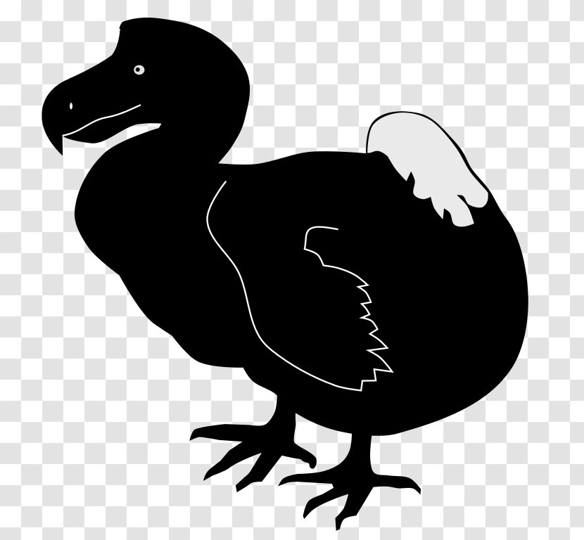 Duck Dodo Bird - Waterfowl Transparent PNG