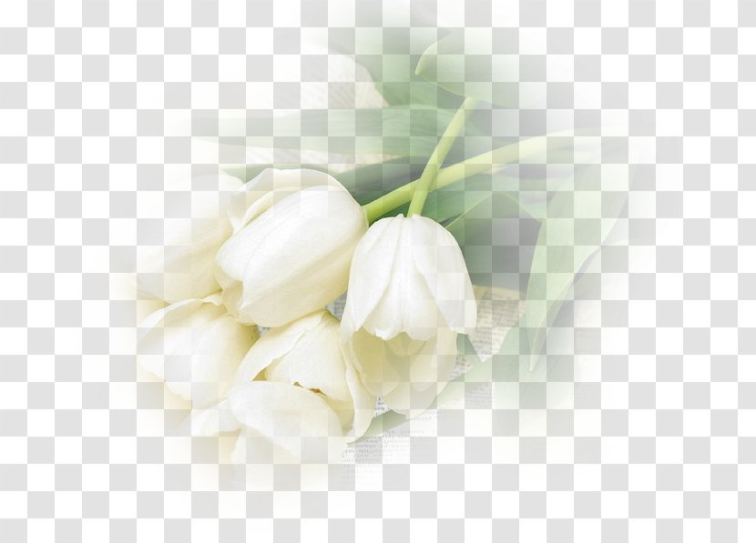 Cut Flowers Tulip Édouard Manet (1832-1883) Küzdés Az élet..: Válogatott Művei. Versek, Dráma, értekezések, Vegyes Feljegyzések, Levelek - Blog - Flower Transparent PNG