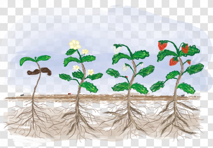 Fragaria Biological Life Cycle Plant Croissance Biologique Vegetable - Tomato Transparent PNG