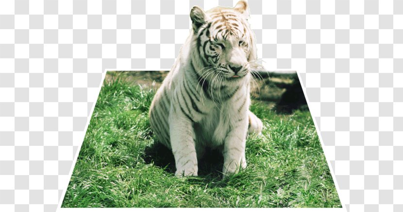 Tiger Big Cat Terrestrial Animal Wildlife - Zoo Playful Transparent PNG