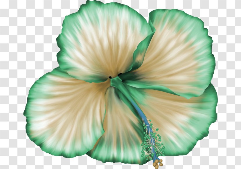 Flower Floral Design Rosemallows Petal Transparent PNG
