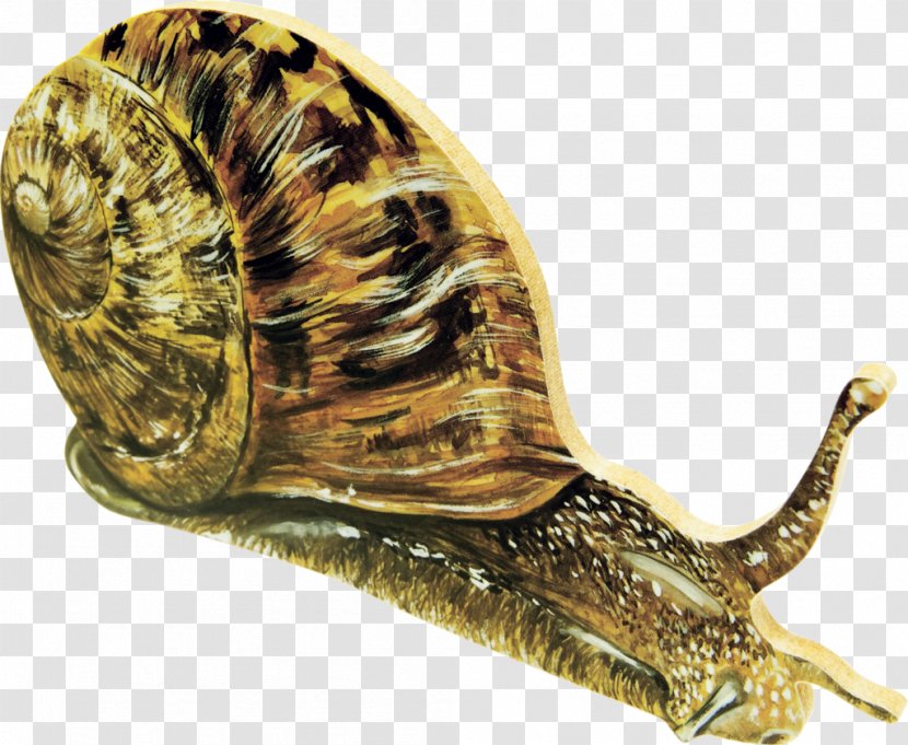 Giant African Snail Drawing Gastropods - Molluscs - Snails Transparent PNG