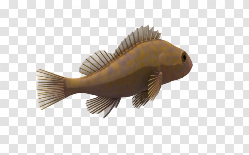 Fish Animal Drawing Clip Art Transparent PNG