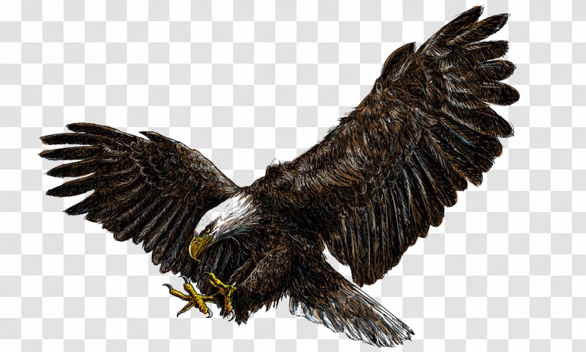 Flying Eagles - Fauna - Golden Eagle Transparent PNG
