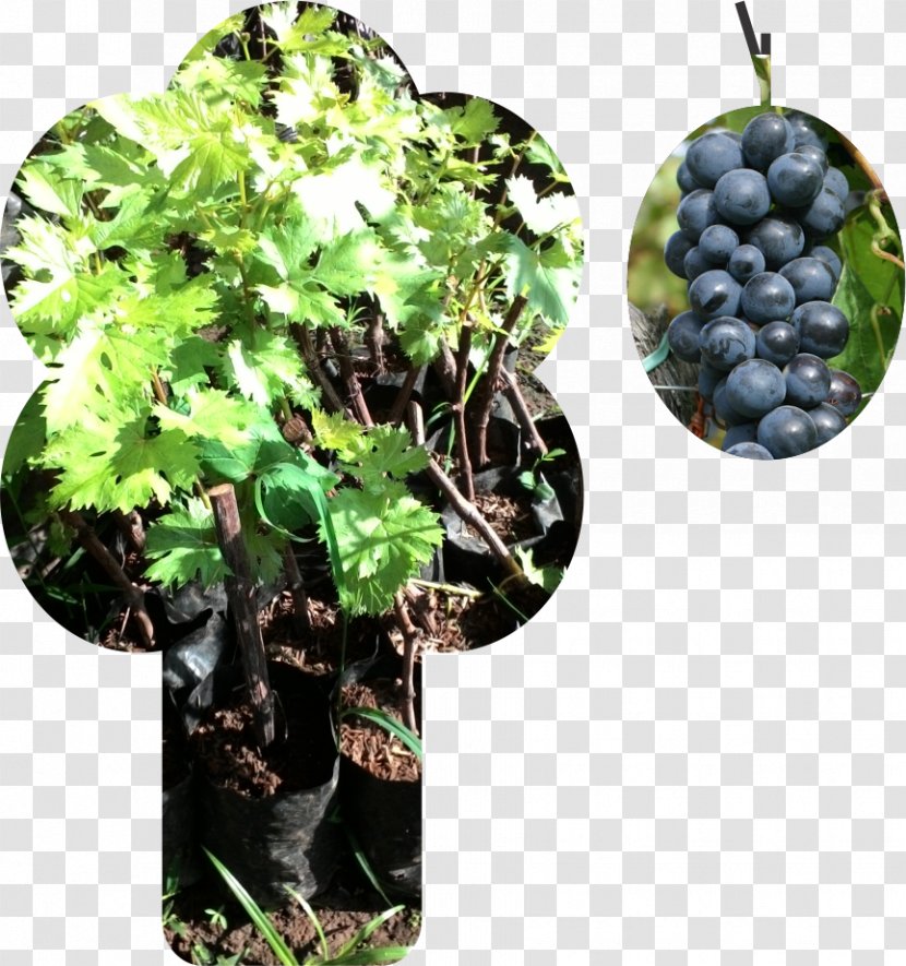 Grape Wine Bali Bogor Flowerpot Transparent PNG