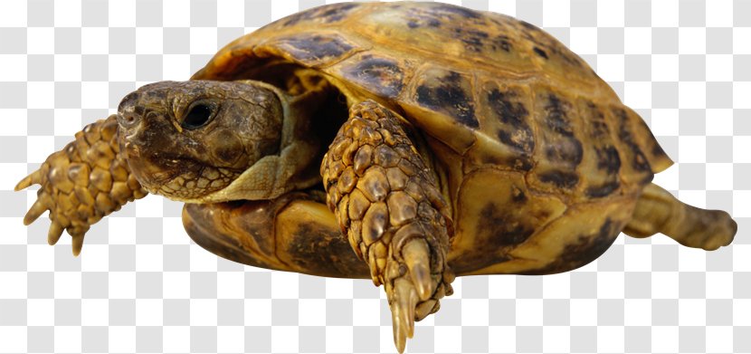 Sea Turtle Reptile Tortoise - Chelydridae - Tortuga Transparent PNG