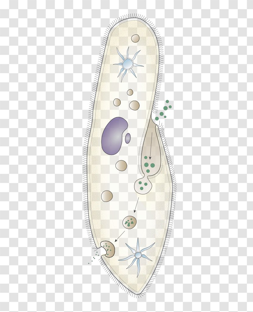 Paramecium Caudatum Protist Ciliate Aurelia Contractile Vacuole - Shoe - Bursaria Transparent PNG