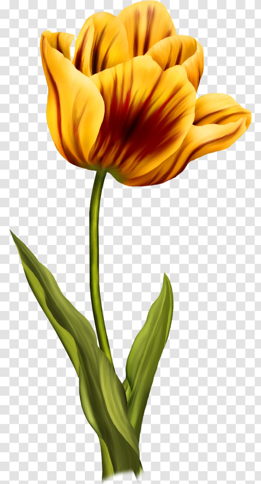 Flower Tulip - Rar Transparent PNG