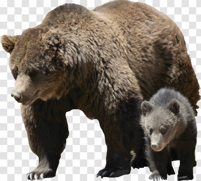 Grizzly Bear American Black Brown Polar - Carnivoran Transparent PNG