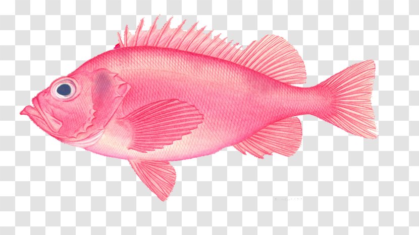 Deep Sea Fish Euclidean Vector - Pink Creative Picture Transparent PNG