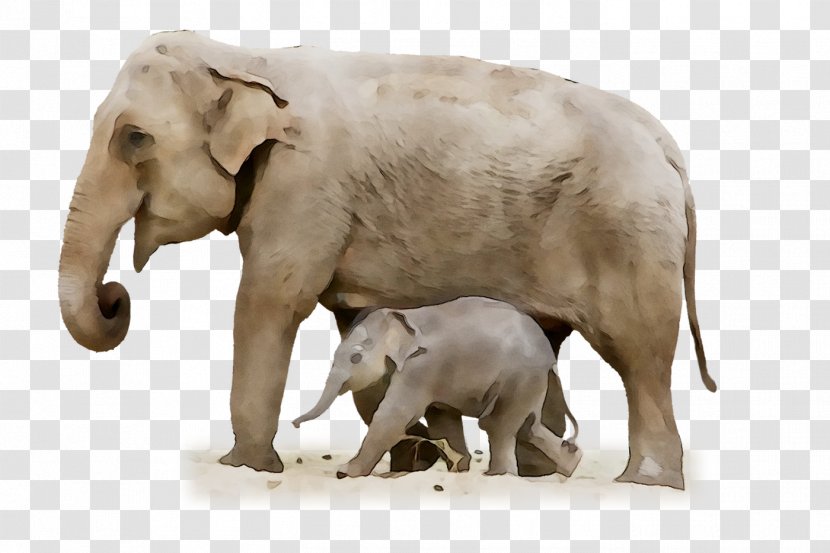 Indian Elephant African Fauna Terrestrial Animal - Wildlife Transparent PNG