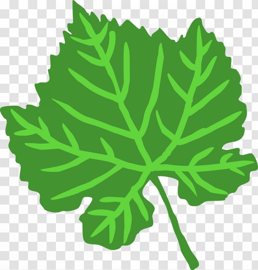 Leaf Green Drawing Clip Art - Acanthus - Leaves Transparent PNG