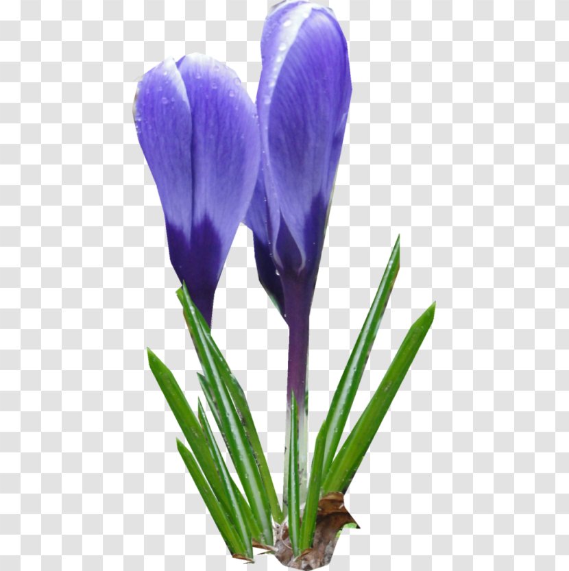 Crocus Flower Clip Art Transparent PNG