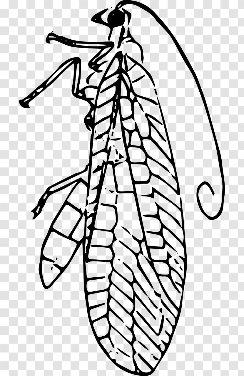 Insect Black And White Clip Art - Watercolor Transparent PNG