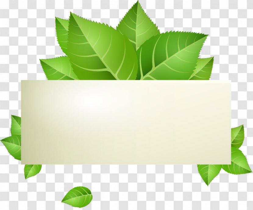 Green Banner Stock.xchng Illustration - Shape - Vector Leaves Transparent PNG