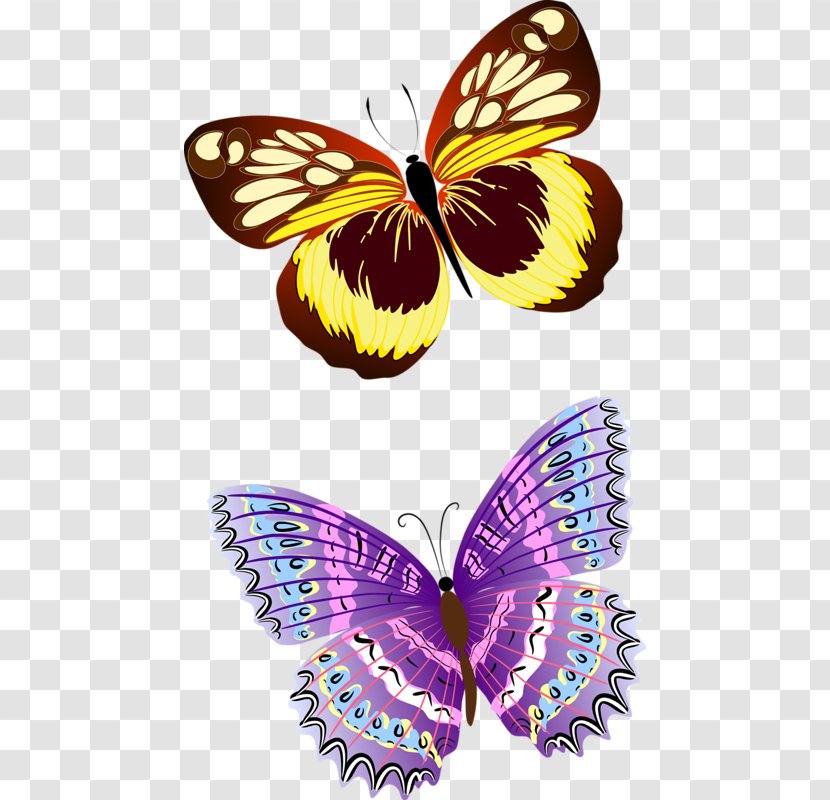 Butterfly Insect - Animal Transparent PNG