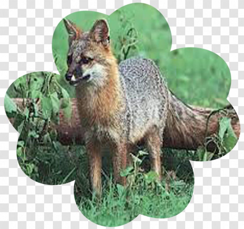 Red Fox Gray Kit Leporids Squirrel Transparent PNG
