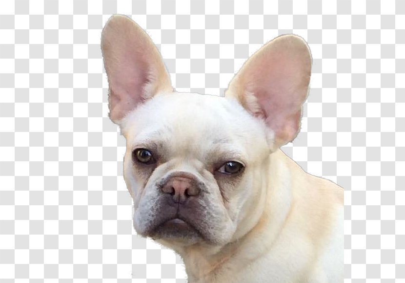 French Bulldog Toy Dog Breed Companion - Like Mammal - Bulldogs Transparent PNG