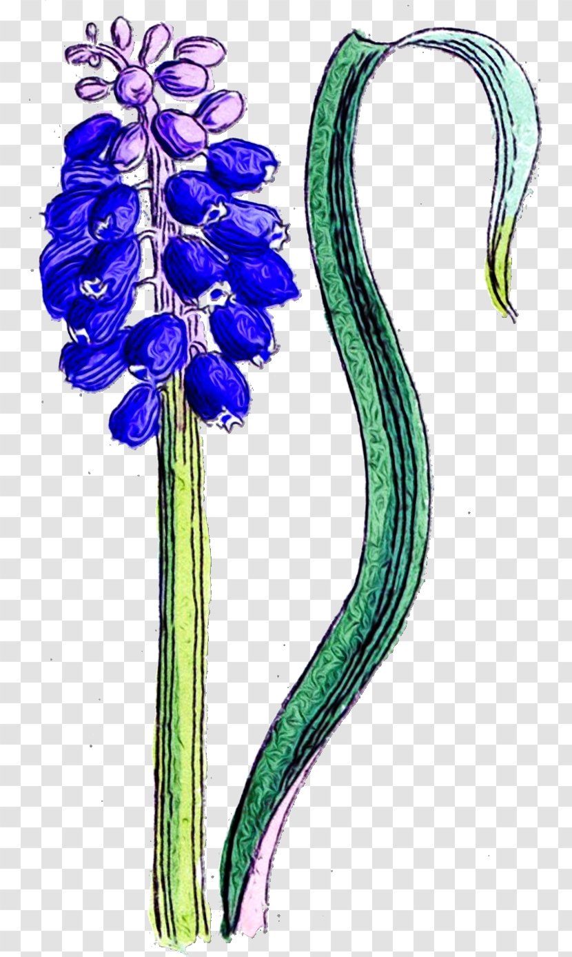 Borders Clip Art Flower Website Presentation - Iris - Perennial Plant Transparent PNG