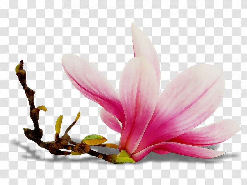 Petal Flower Plant Flowering Pink - Crocus Siam Tulip Transparent PNG