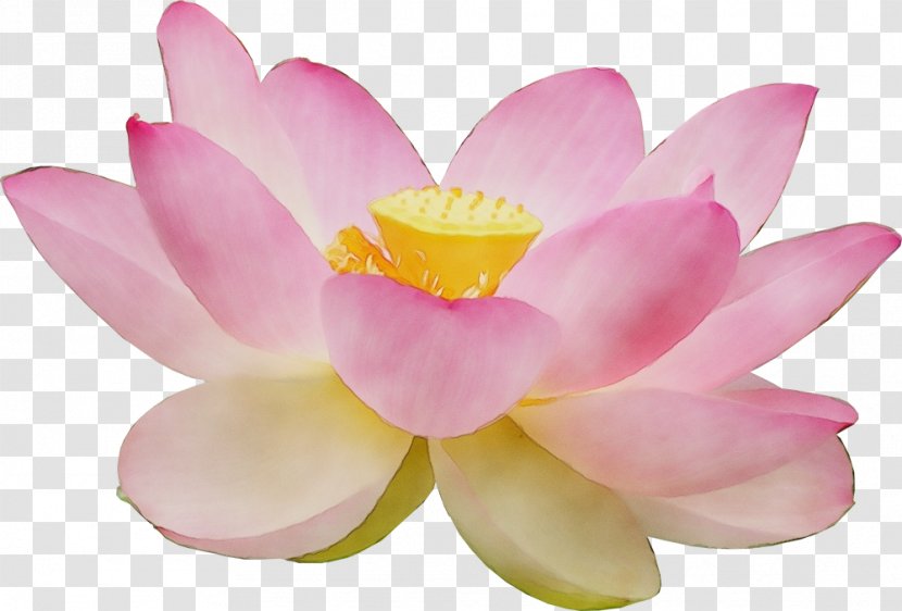 Lotus - Pink - Plant Flowering Transparent PNG