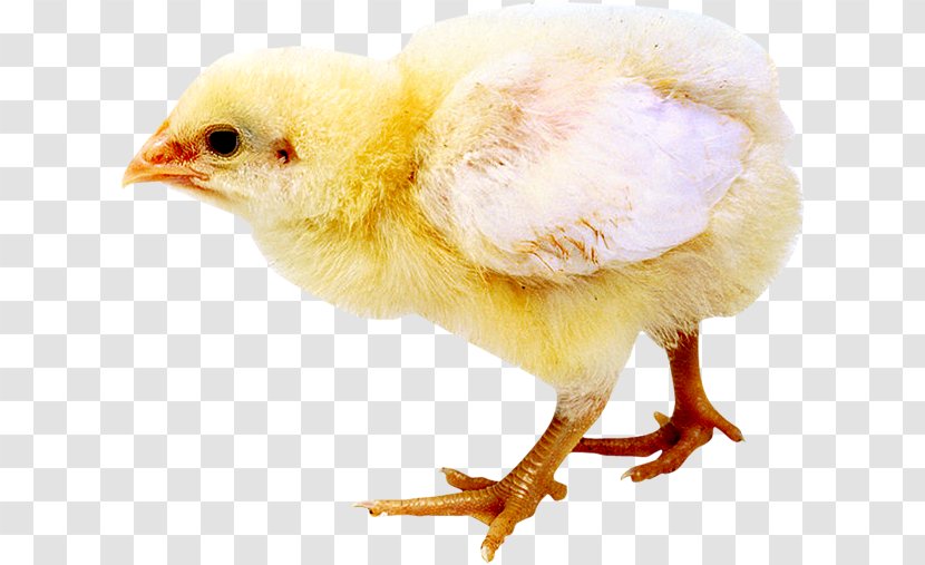Chicken Click.to Web Browser HTML5 Audio - Text Transparent PNG