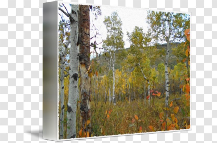 Birch Temperate Broadleaf And Mixed Forest Coniferous Painting - Trunk Transparent PNG