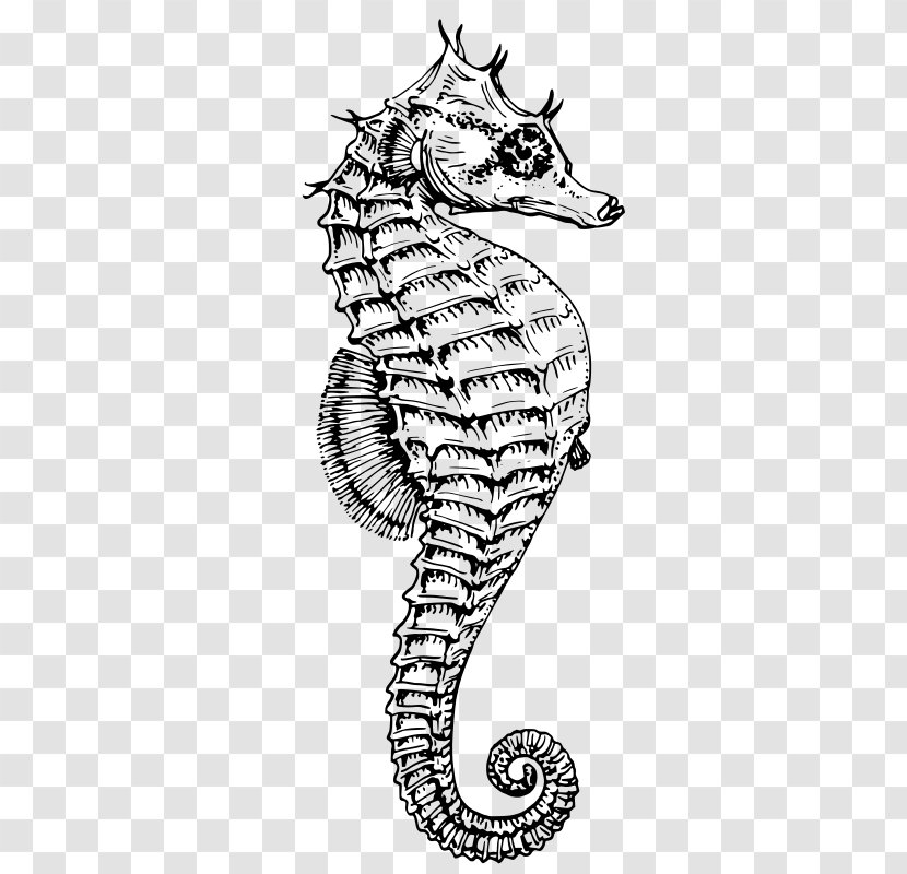 Drawing White's Seahorse Dwarf Clip Art - Watercolor Transparent PNG