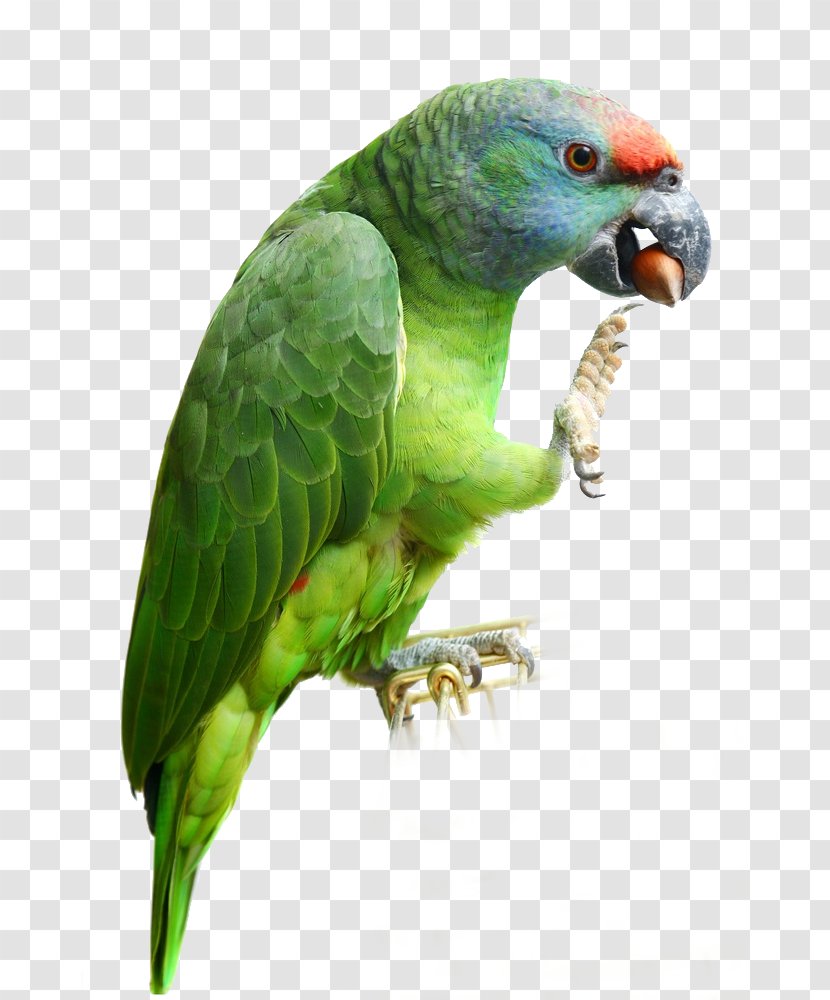 Budgerigar Lovebird Parakeet Macaw - Bird Transparent PNG