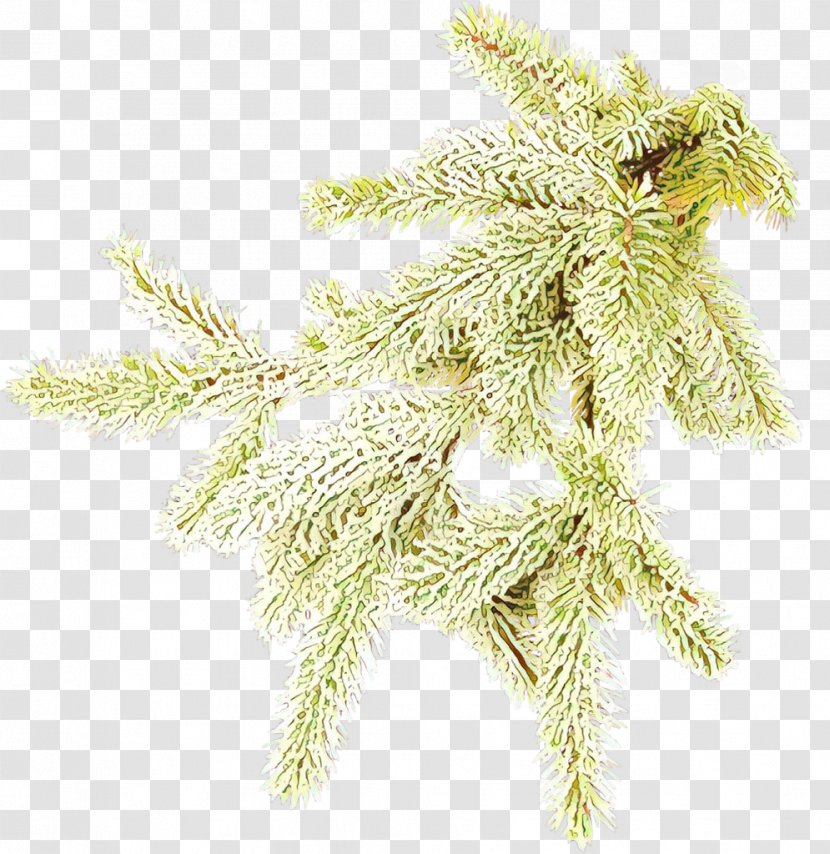 White Pine Tree Plant Branch American Larch - Conifer Family Transparent PNG