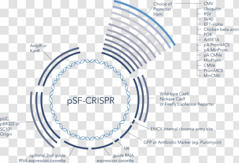 Vector CRISPR Guide RNA Green Fluorescent Protein DNA - Dna - Gene Transparent PNG