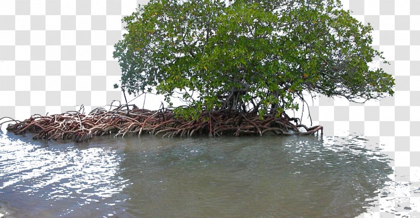 Mangrove Wetland Seagrass Ecology - River - Cuba Transparent PNG