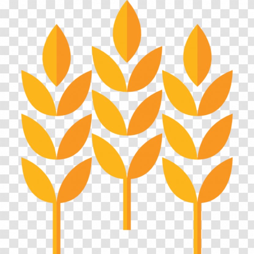 Wheat Cereal Food - Flower - Barley Transparent PNG