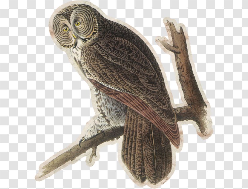 Great Grey Owl Bird Tawny Barred - Fauna Transparent PNG