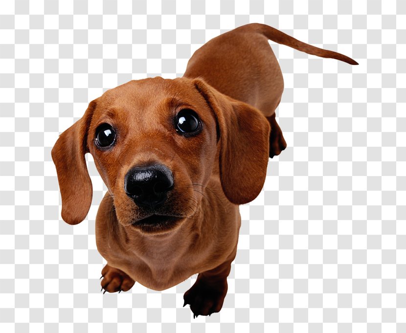 Dachshund Puppy Beagle Yorkshire Terrier Harrier - Dog Breed Transparent PNG