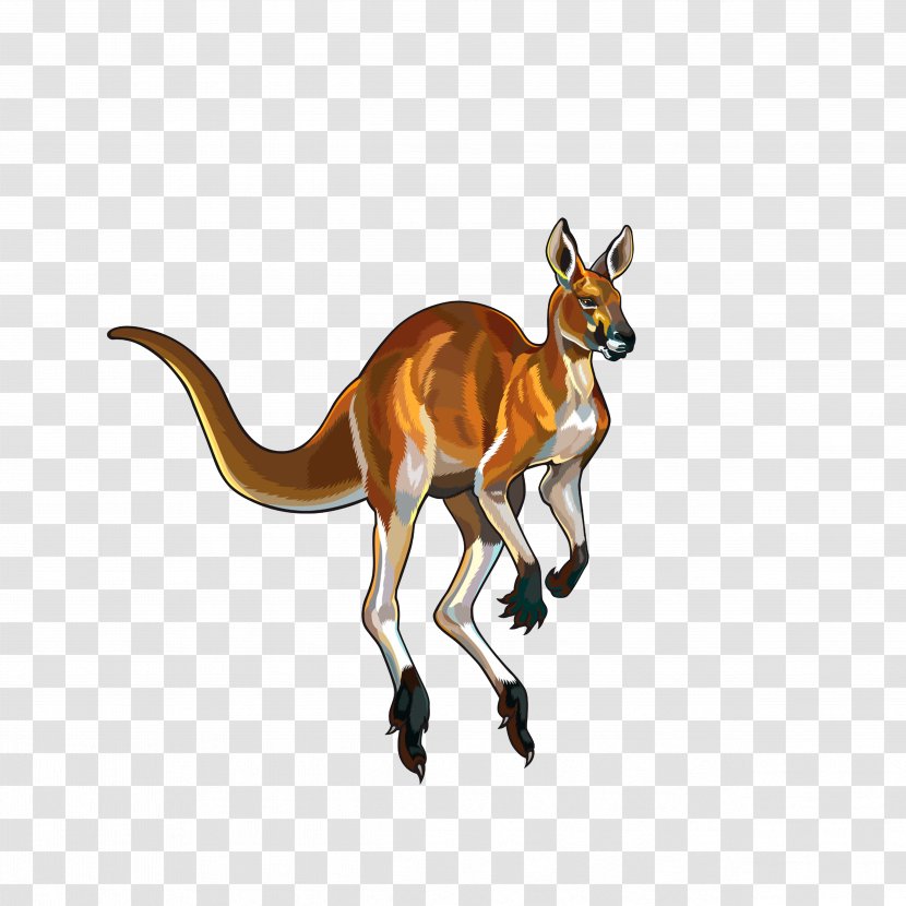 Red Kangaroo Illustration - Mammal - Jumping Kangaroos Transparent PNG