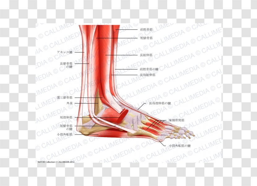 Foot Anatomy Muscular System Peroneus Longus Muscle - Frame - Bone Transparent PNG