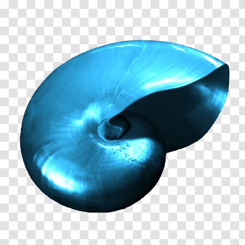 The Shell In Blue Color Image Graphic Design - Designer - Kilobyte Transparent PNG