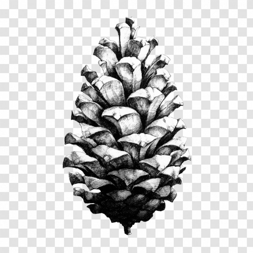 Conifer Cone Drawing Paper Collective Nature 1:1 Pine Design - Tree - Perennial Plant Loblolly Transparent PNG