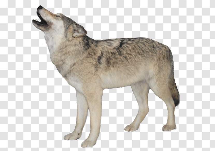 Clip Art Image Dog Black Wolf - Wolfdog Transparent PNG