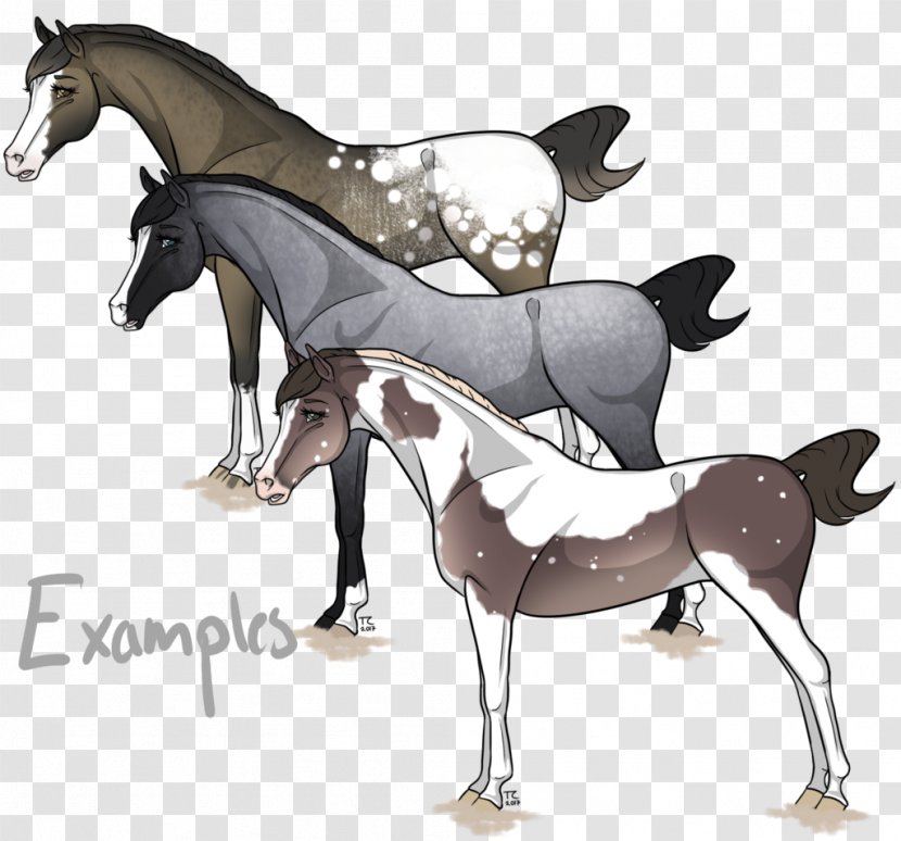 Pony Arabian Horse Mustang Stallion Foal Transparent PNG