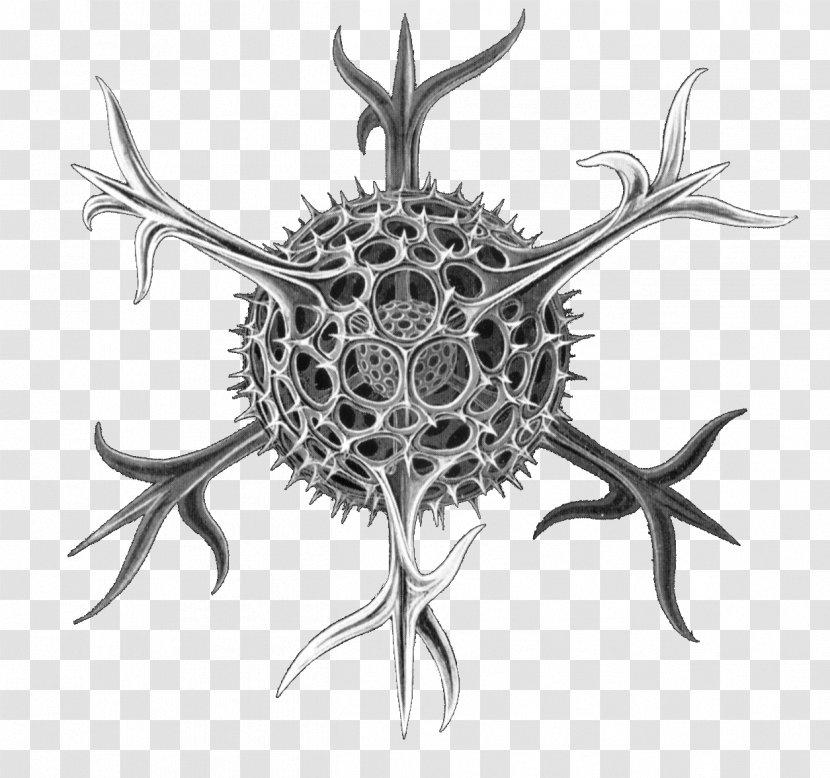 Art Forms In Nature Radiolaria Spumellaria Protist Biologist - Science - Detailed Transparent PNG