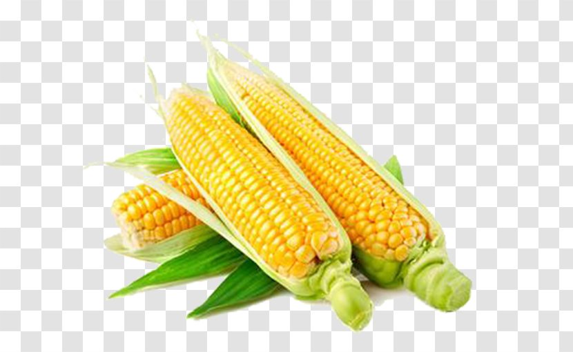 Popcorn Maize Seed Corn Kernel Field - Sweet - Fresh Transparent PNG