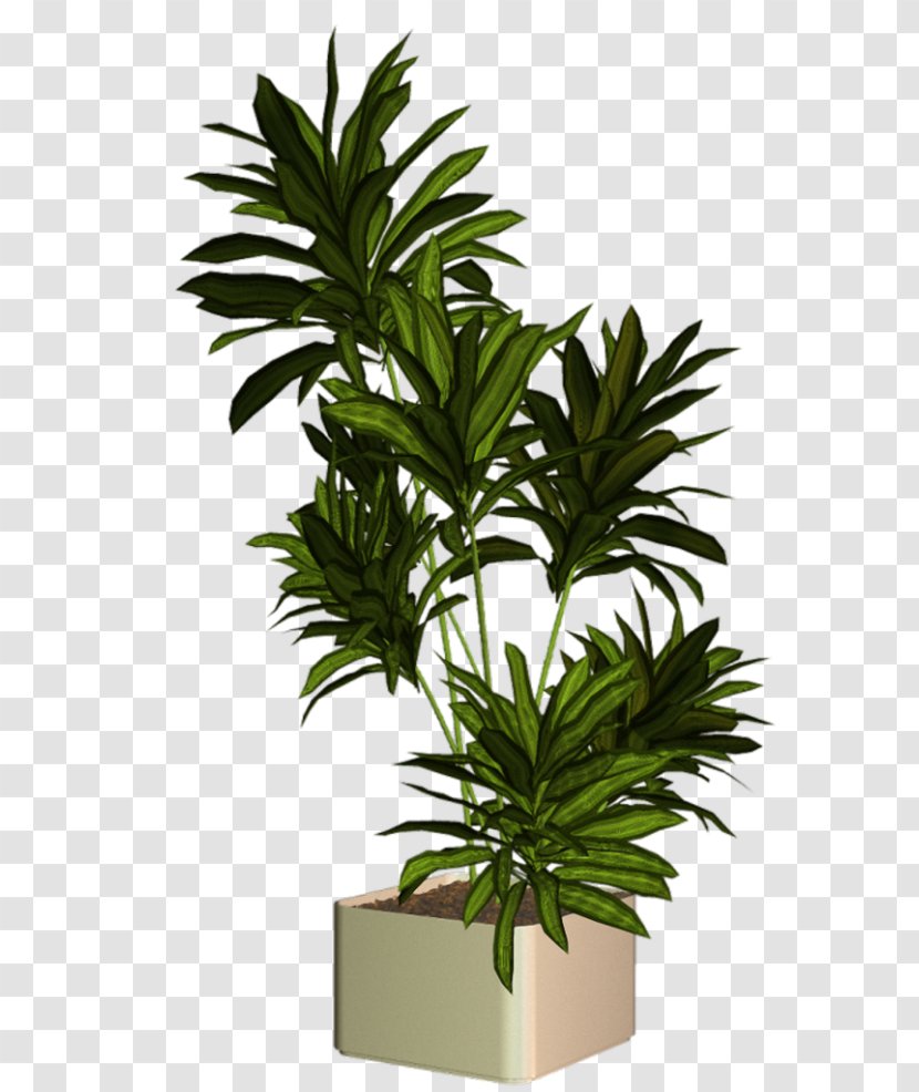 PhotoScape Plant - Palm Tree Transparent PNG